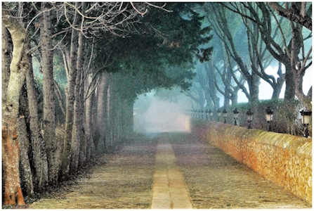 Allee im Morgennebel JK_Allee