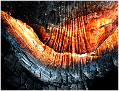 Lebendes Holz in angebranntem Baum auf La Gomera JK_Baum_Brand_Leben1