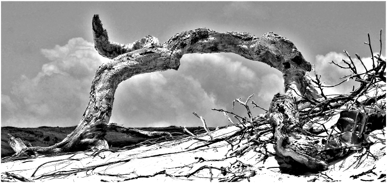 Im Nationalpark auf Aruba JK_SW_Baumstamm_Aruba